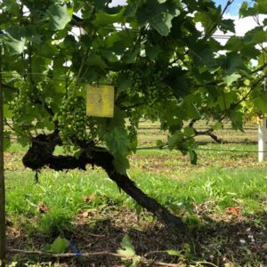 Vine closeup