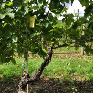 Vine closeup