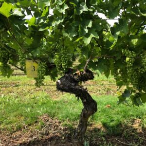 Vine closeup