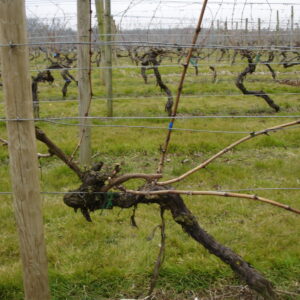 Vine closeup