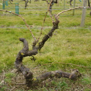 Vine closeup