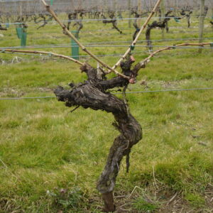 Vine closeup