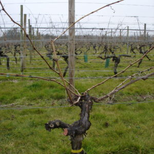Vine closeup