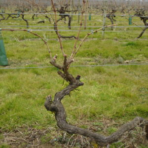 Vine closeup