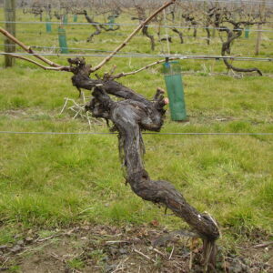 Vine closeup