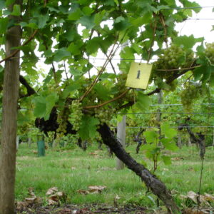 Vine closeup