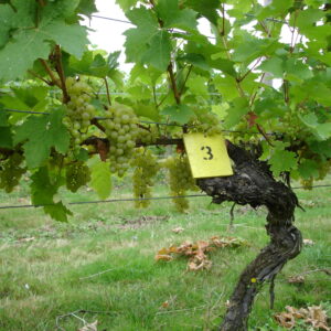 Vine closeup