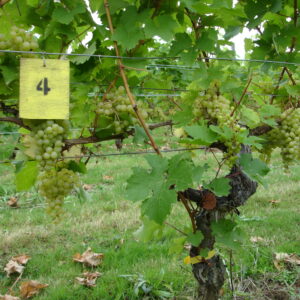 Vine closeup