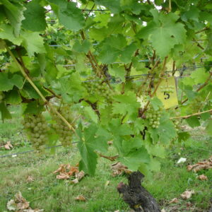 Vine closeup