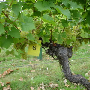 Vine closeup