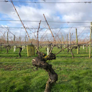 Vine closeup