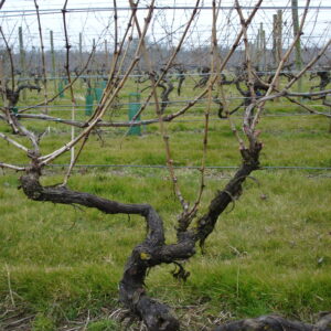 Vine closeup