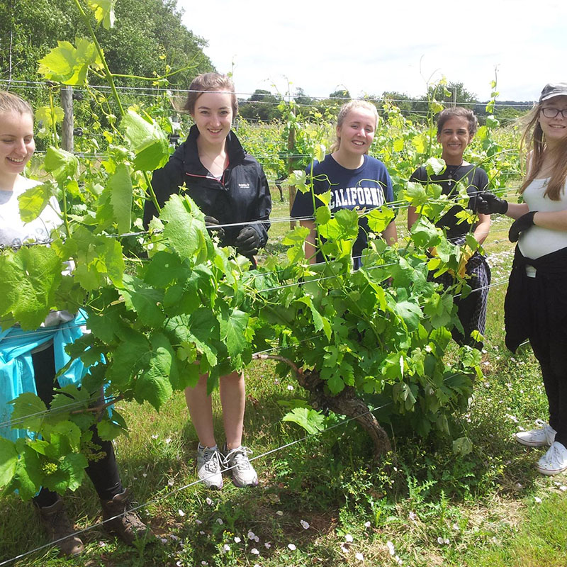 School group at Warden Abbey Vineyard