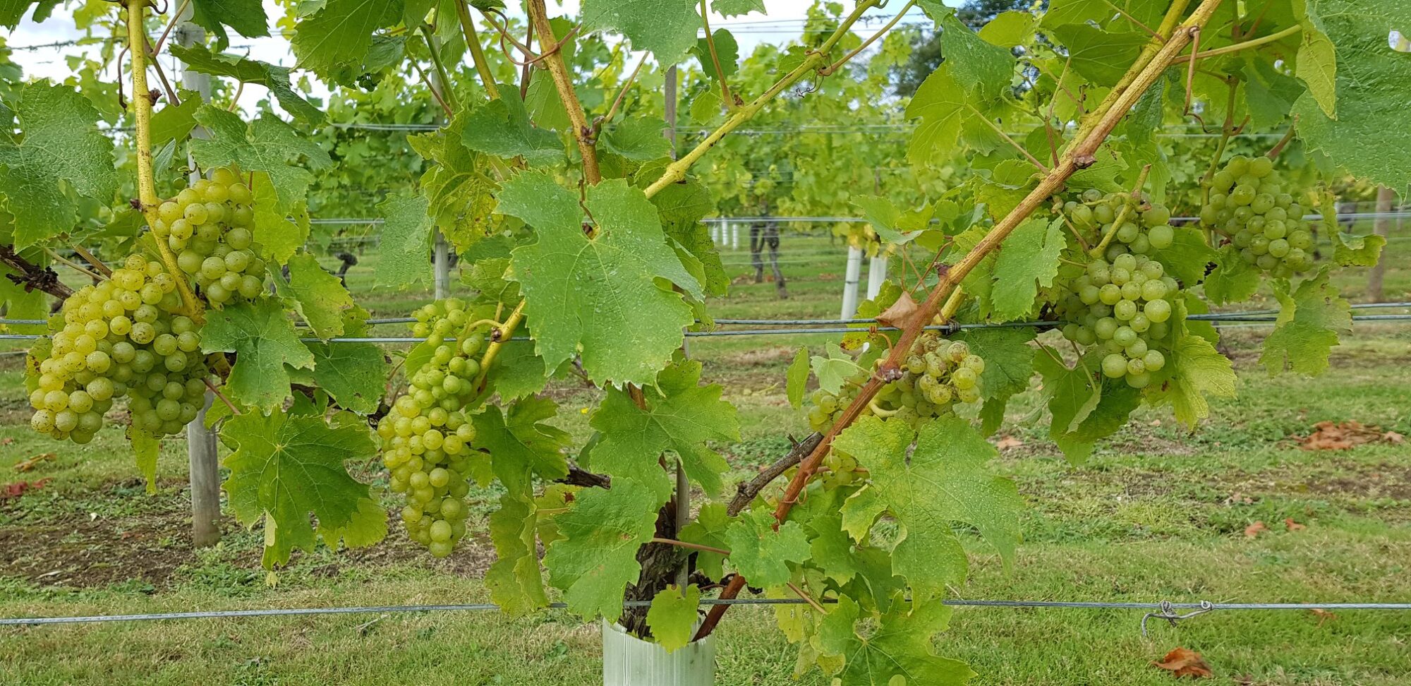 Grapes and vines at Warden Abbey Vineyard