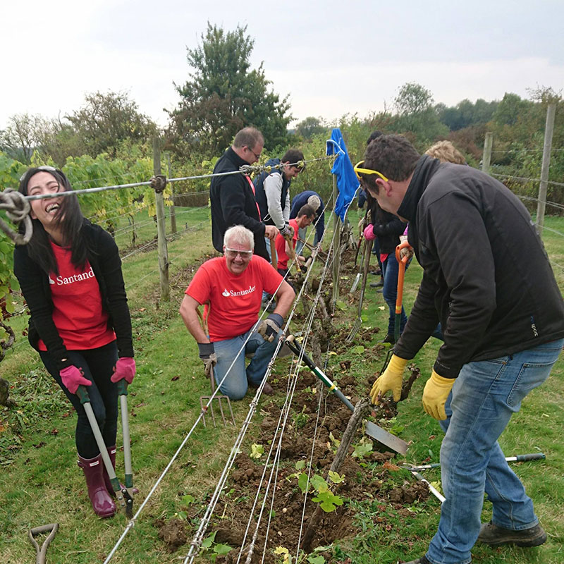 Santander volunteers working at Warden Abbey Vineyard
