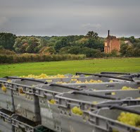Grapes in crates at Warden Abbey Vineyard