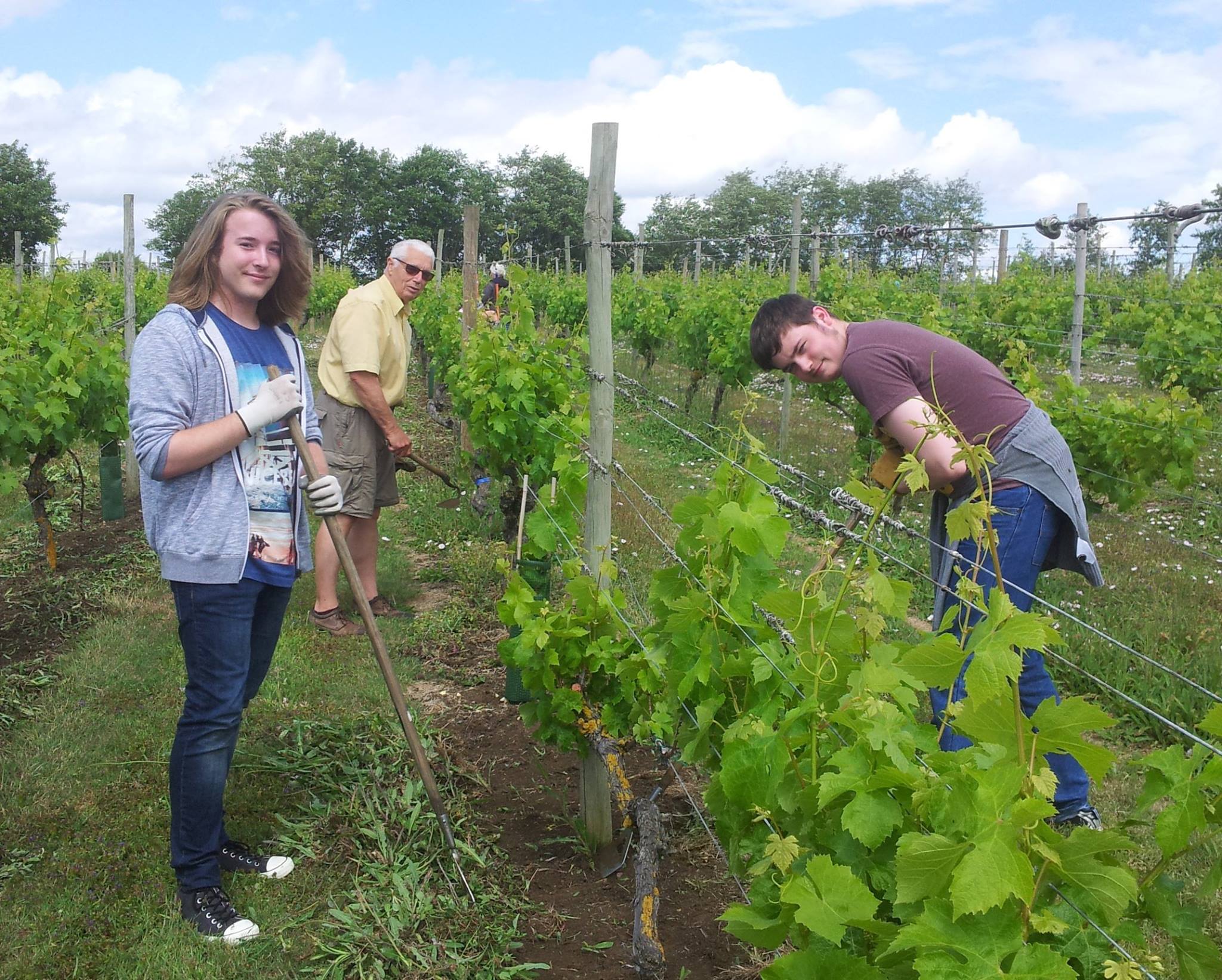 Volunteers working outside at Warden Abbey Vineyard
