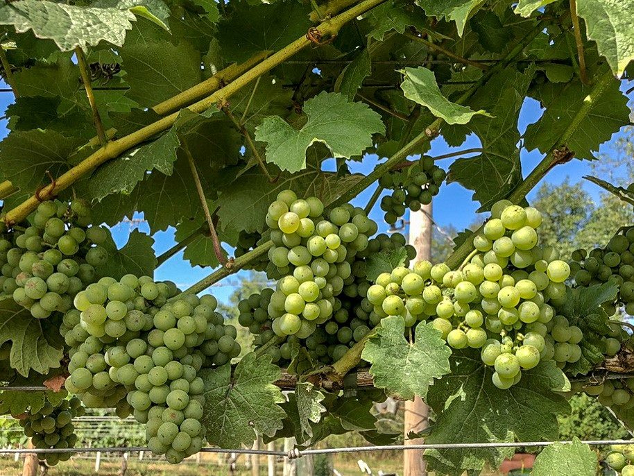 Grapes at Warden Abbey Vineyard
