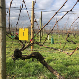 Closeup of a vine at Warden Abbey Vineyard
