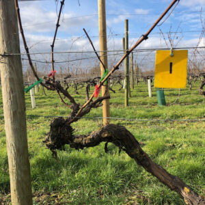 Closeup of a vine at Warden Abbey Vineyard