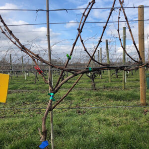 Closeup of a vine at Warden Abbey Vineyard