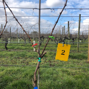 Closeup of a vine at Warden Abbey Vineyard