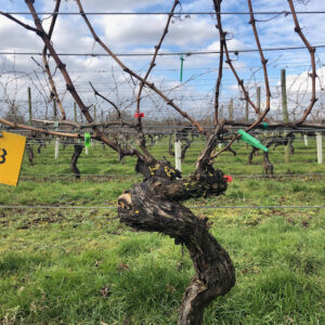 Closeup of a vine at Warden Abbey Vineyard