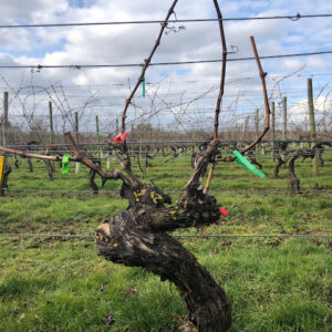 Closeup of a vine at Warden Abbey Vineyard