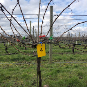 Closeup of a vine at Warden Abbey Vineyard