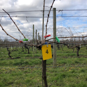 Closeup of a vine at Warden Abbey Vineyard