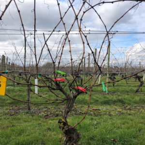 Closeup of a vine at Warden Abbey Vineyard