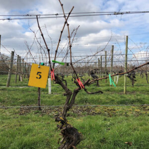 Closeup of a vine at Warden Abbey Vineyard