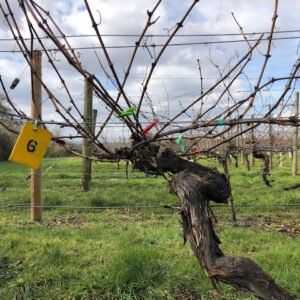 Closeup of a vine at Warden Abbey Vineyard