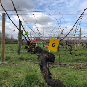 Closeup of a vine at Warden Abbey Vineyard