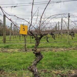 Vine 5