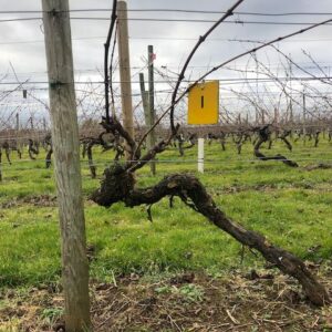 Vine 1