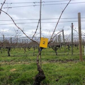 Vine 2