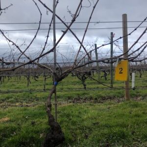 Vine2