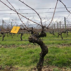 2022 Vine3 A