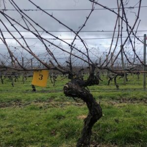 Vine3
