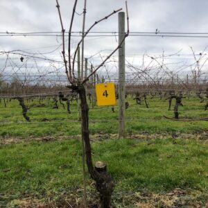 Vine 4