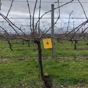 Vine4