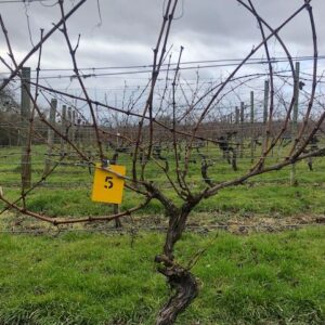 Vine5