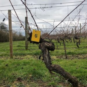 Vine 6