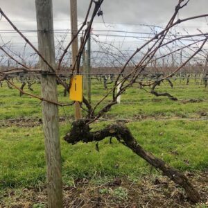 Vine1
