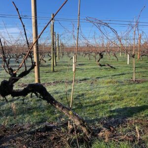 Vine 1