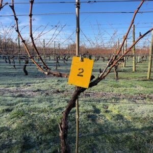 Vine 2