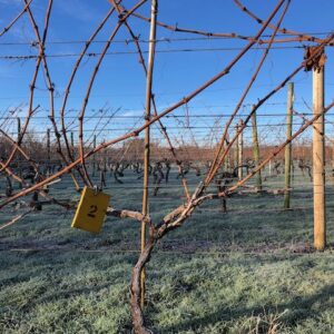 Vine 2