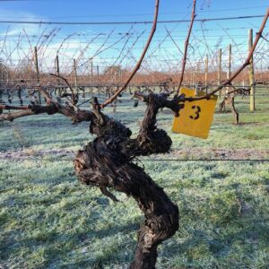 Vine 3