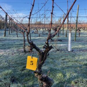 Vine 5